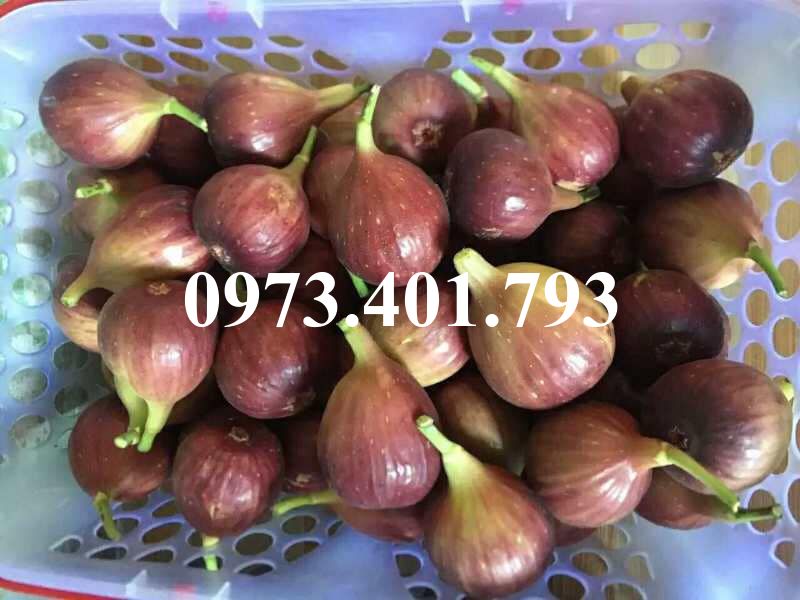 CÂY GIỐNG SUNG MỸ